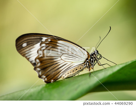 Paper kite (idea leuconoe) in primeval forest. 44069290