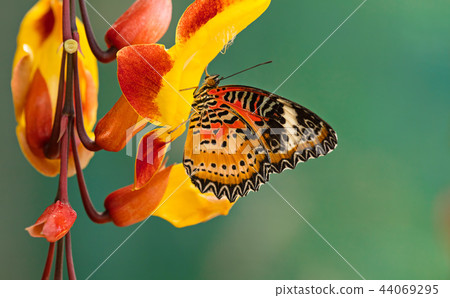 Monarch butterfly (Danaus plexippus) on thunbergia mysorensis. Monarch butterfly (Danaus plexippus) on thunbergia mysorensis. 44069295