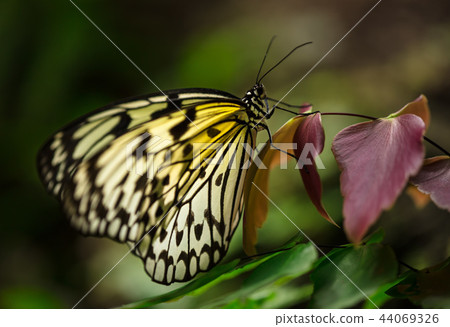 Paper kite (idea leuconoe) in primeval forest. Paper kite (idea leuconoe) in primeval forest. 44069326