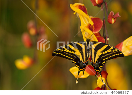 Beautiful butterfly Papilio pilumnus in tropical forest sitting on blossom. Beautiful butterfly Papilio pilumnus in tropical forest sitting on blossom. 44069327