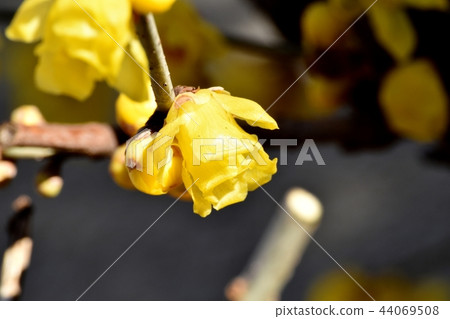 Lobai盛開在三鷹中原 44069508