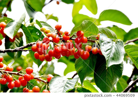 Cherry tree fruits that will be Mitaka Nakahara Cherry tree fruits that will be Mitaka Nakahara 44069509