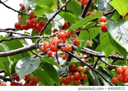Cherry tree fruits that will be Mitaka Nakahara Cherry tree fruits that will be Mitaka Nakahara 44069513