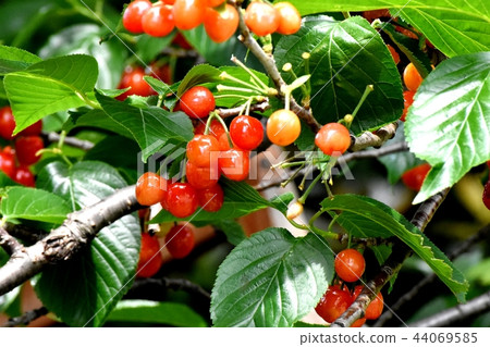 將是三鷹中原的櫻桃樹果實 44069585