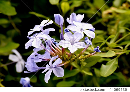 在三鷹中原開花的Ruri matsuri 44069586