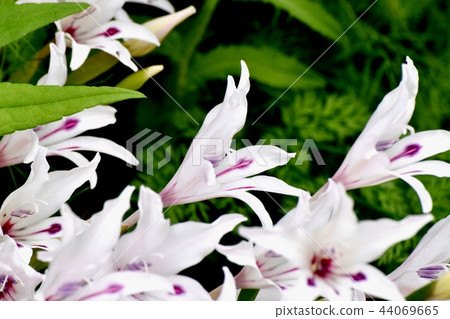 Gladiolus Purebert Blooming in Mitaka Nakahara 44069665