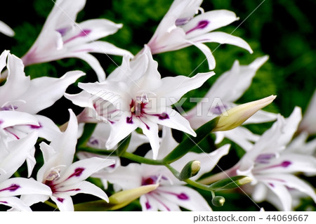 Gladiolus Purebert Blooming in Mitaka Nakahara 44069667