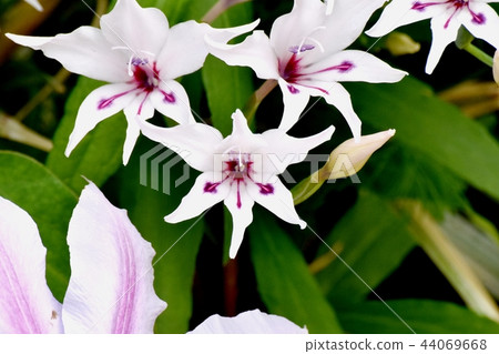 Gladiolus Purebert Blooming in Mitaka Nakahara 44069668