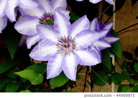 White and purple bicolor clematis blooming in Mitaka Nakahara White and purple bicolor clematis blooming in Mitaka Nakahara 44069973