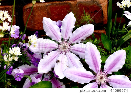 開花在三鷹中原的白色和桃紅色雙色的鐵線蓮屬 44069974