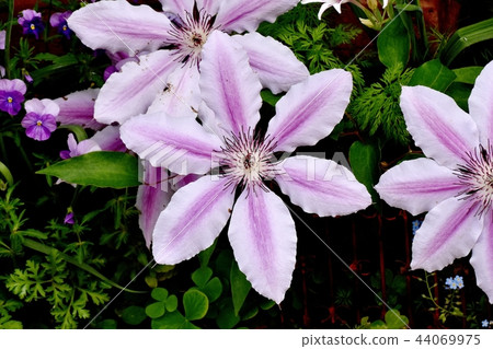 開花在三鷹中原的白色和桃紅色雙色的鐵線蓮屬 44069975