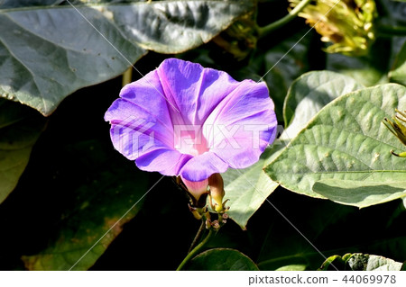 Morning glory which blooms in Mitaka Nakahara Morning glory which blooms in Mitaka Nakahara 44069978
