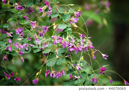 Hagi flower 44070060