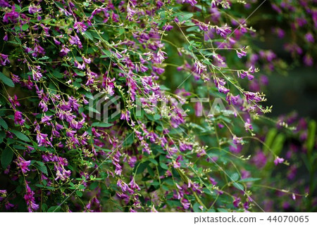 Hagi flower Hagi flower 44070065