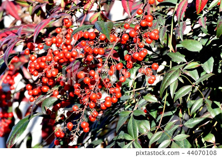 Nanten是三鷹中原 44070108