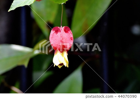 Tyrolean lamp blooming in Mitaka Nakahara 44070390