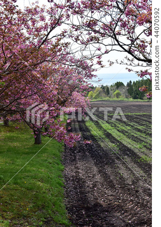 Field of double cherry blossoms and black soil 44070592