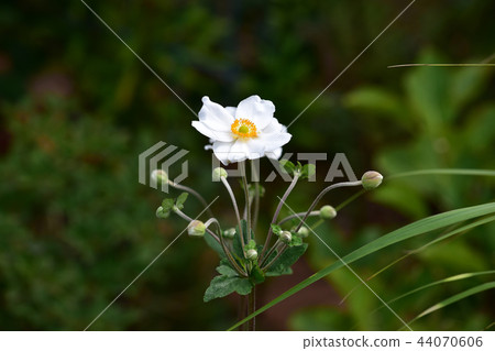 柿子一側的白色灌木 44070606