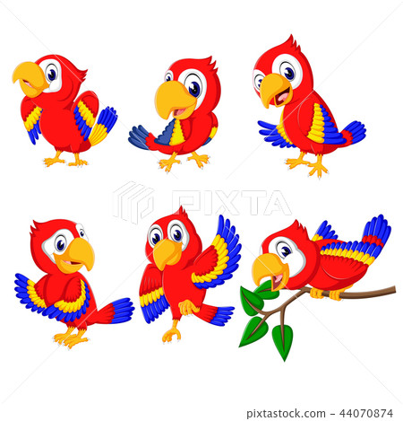 the collection of beautiful red parrots the collection of beautiful red parrots 44070874