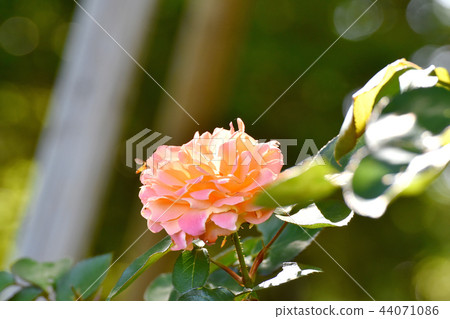 安妮弗蘭克羅斯在三鷹森川公園盛開 44071086