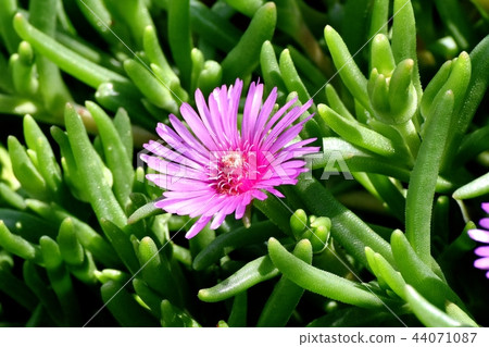 開花在三鷹中原的桃紅色菠蘿 44071087