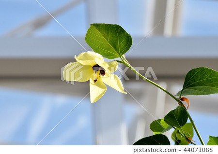 Teriha Hamabou盛開在調布植物園 44071088