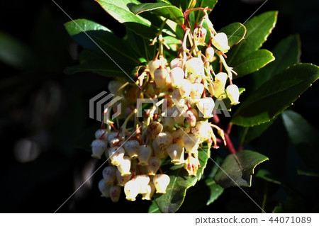 開花在三鷹中原的草莓花 開花在三鷹中原的草莓花 44071089