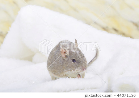 Peach also degu blue pied Peach also degu blue pied 44071156