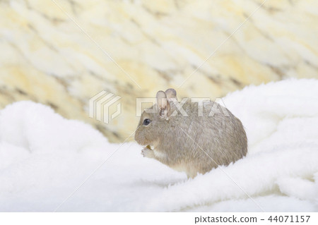 Peach also degu blue pied 44071157