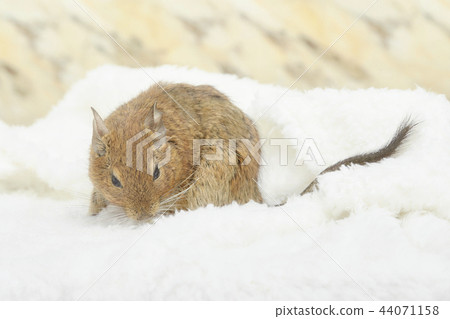 Mokomo degu 44071158