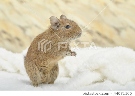 The standing Degu The standing Degu 44071160