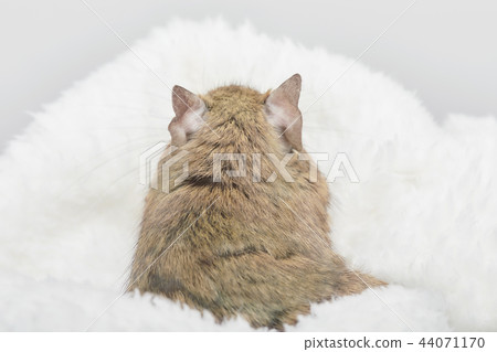 Degu's back wrapped around 44071170