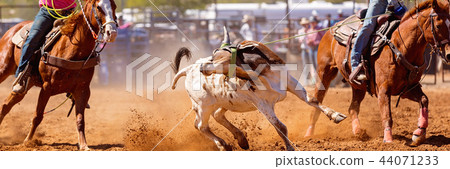 Australian Team Calf Roping Rodeo Event 44071233