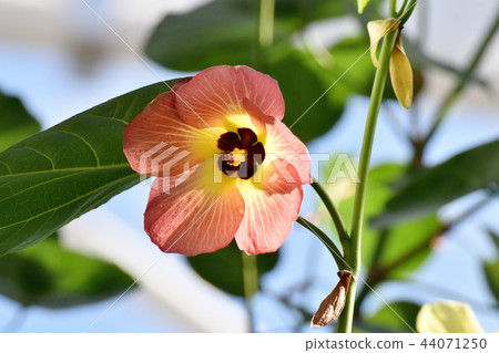 Teriha Hamabou blooming in Chofu Botanical Garden 44071250