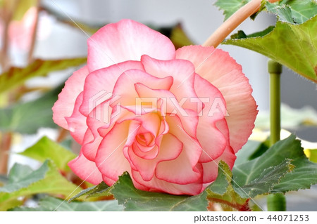 秋海棠盛開在調布植物園 44071253