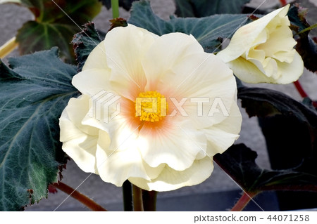 秋海棠盛開在調布植物園 秋海棠盛開在調布植物園 44071258
