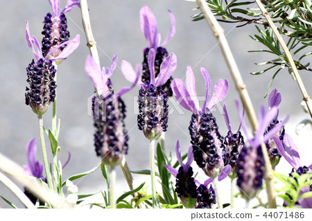 法國薰衣草盛開在三鷹中原 法國薰衣草盛開在三鷹中原 44071486