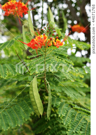 雄鹿甲蟲 44071768