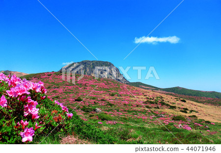 Mt. Halla, azalea, south wall, Mt. Halla, azalea, south wall, 44071946