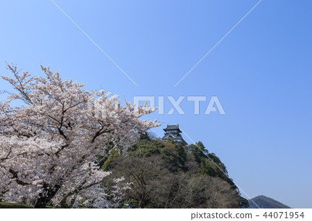 National Treasure Inuyama Castle and cherry blossom seen from Kisogawa boardwalk 44071954