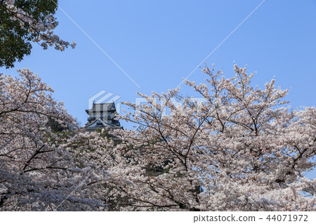 從Kisogawa木板走道看的國寶Inuyama城堡和櫻花 44071972