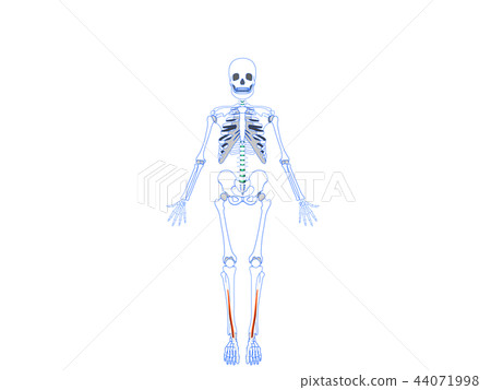 長拇指伸肌2 44071998