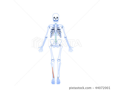 Long thumb extensor Long thumb extensor 44072001