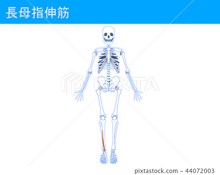 長拇指伸肌4 44072003