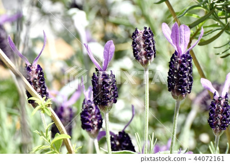 French lavender blooming in Mitaka Nakahara French lavender blooming in Mitaka Nakahara 44072161