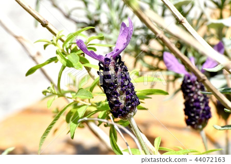 法國薰衣草盛開在三鷹中原 法國薰衣草盛開在三鷹中原 44072163