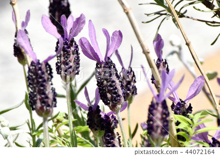 法國薰衣草盛開在三鷹中原 法國薰衣草盛開在三鷹中原 44072164