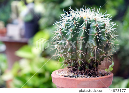 Cactus in pot, succulents or cactus. 44072177
