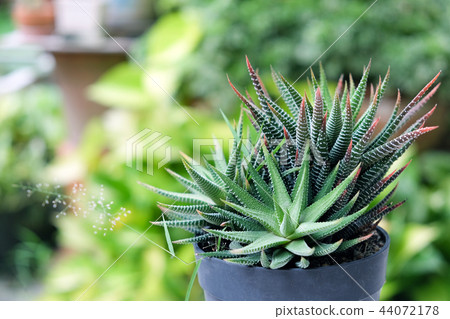 Small cactus in pot, succulents or cactus. 44072178