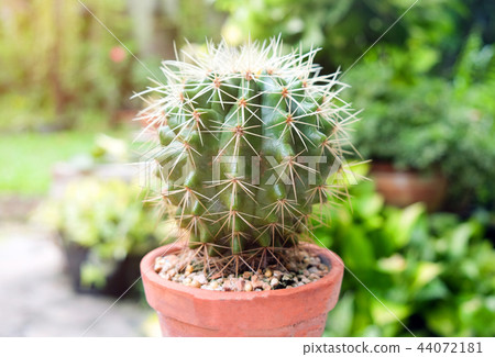 Cactus in pot, succulents or cactus. 44072181